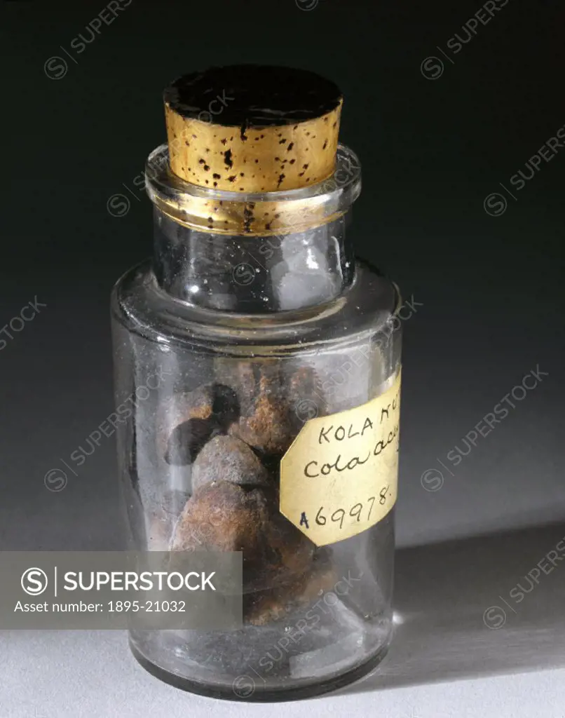 Cylindrical glass bottle with cork stopper, containing large kola nuts from West Africa or the West Indies, bottled in England. In West Africa kola nu...