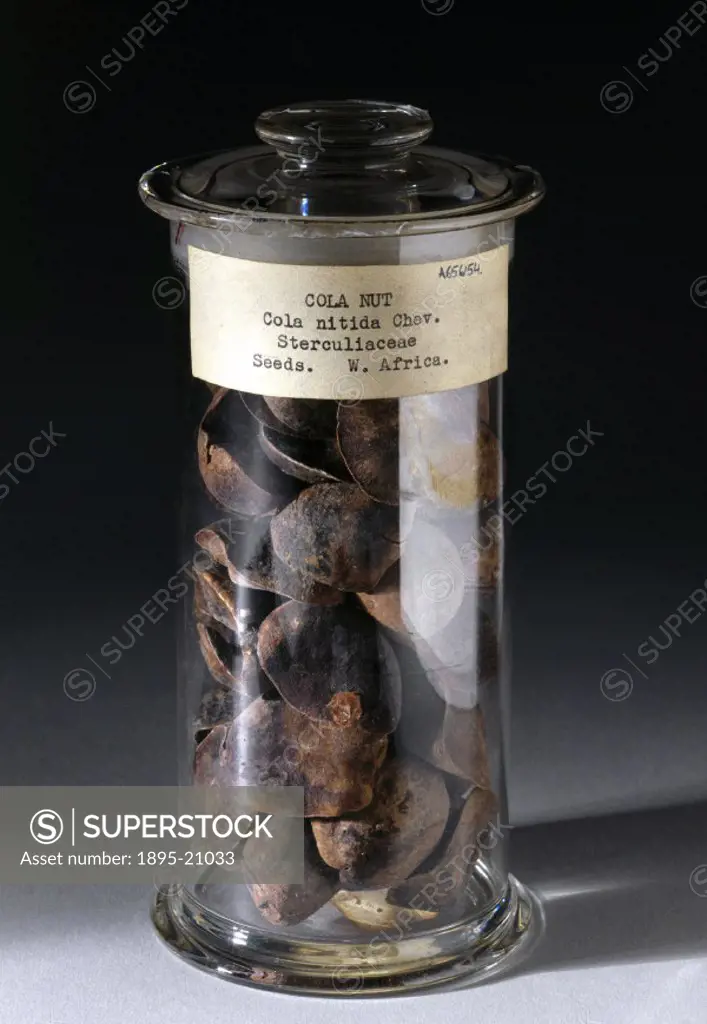 Cylindrical glass jar with circular stopper, containing large kola nuts from West Africa or the West Indies, bottled in England. In West Africa kola n...