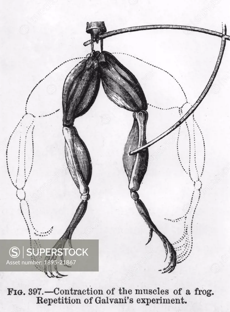 Illustration showing a frogs legs. Whilst investigating the effects of electrostatic stimuli applied to the muscles of frogs, Italian physiologist Lu...