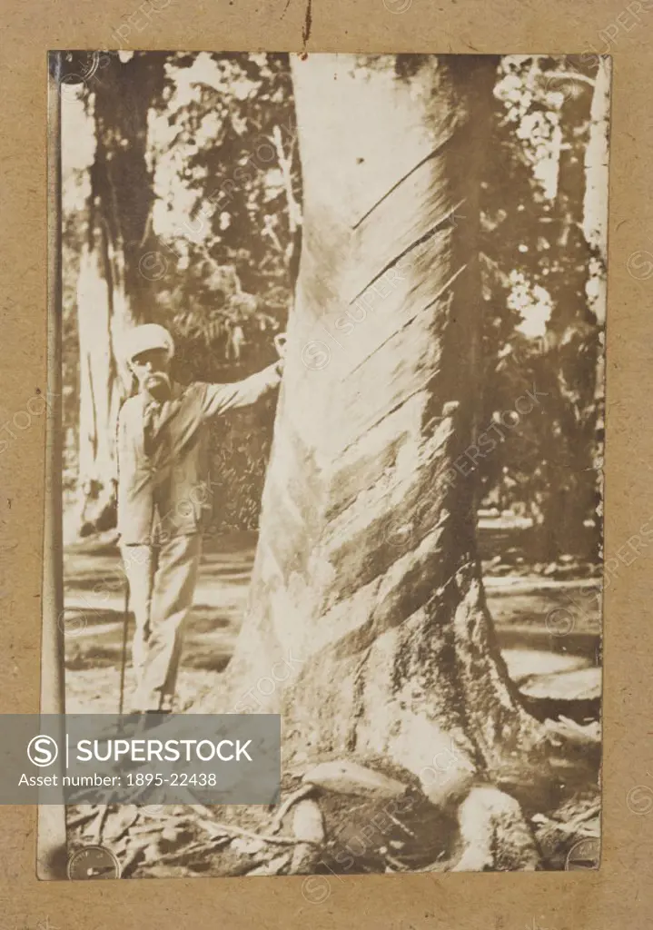 Photograph of Sir Henry Wickham (1846-1928) standing by the largest original plantation rubber tree grown from seed. In 1876, Sir John Hooker of the R...