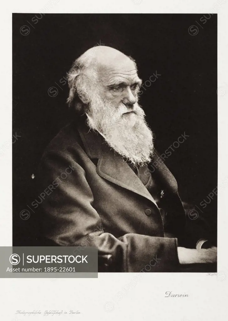 Photogravure after an earlier painting or photograph. Charles Robert Darwin (1809-1882), a British naturalist and the originator of evolutionary theor...