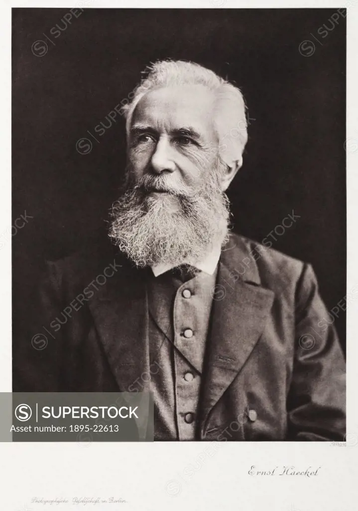 Photogravure after a photograph of Ernst Haeckel (1834-1919), the German naturalist. Born in Potsdam, Haeckel became professor of zoology at the Unive...