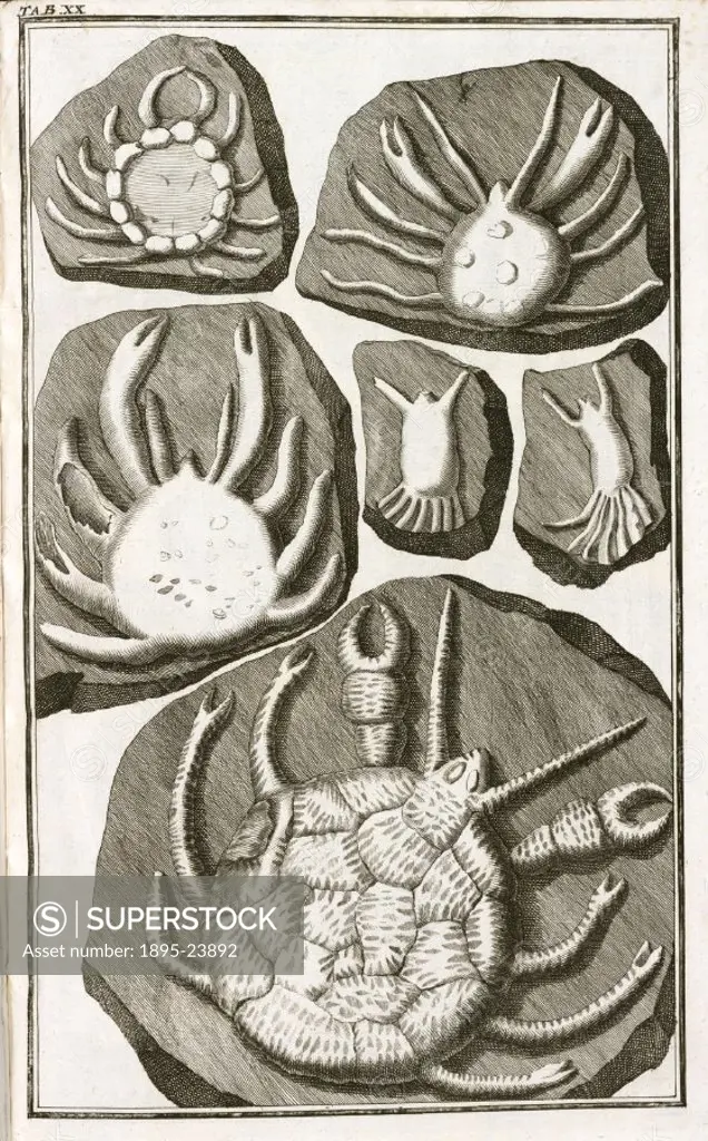 Illustration from the second edition of Lithographiae Wirceburgensis’ (Wurzburg Lithography’) by Joannes Bartholomaeus Beringer (d 1740) published i...