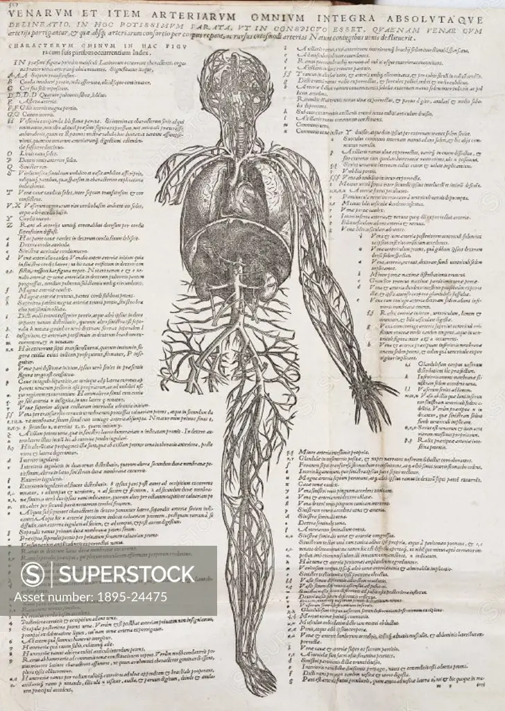 Engraving of male figure used to teach students, from Andreas Vesalius´s greatest work ´De Humani Corporis Fabrica´ (´On the Structure of the Human Bo...