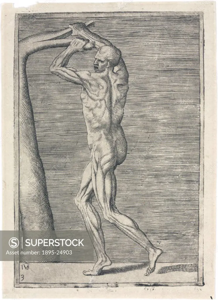 Engraved anatomical study by Giulio Bonasone of a man splitting the branch of a tree with his hands raised to the left.