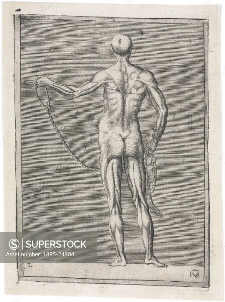 Engraved anatomical study by Giulio Bonasone of a man viewed from the back holding a rope raised with his left hand, the remainder coiled in his right...