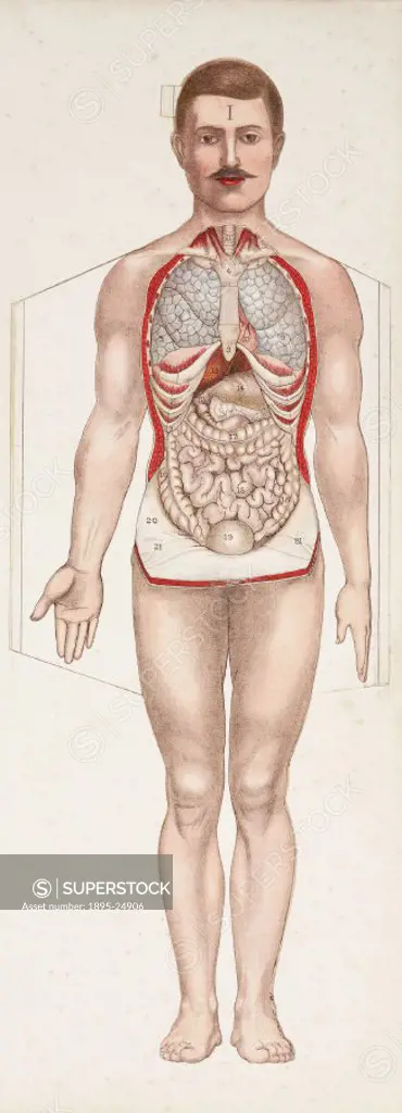 Folding paper illustration of the lungs, stomach and intestines from Philips’ Popular Manikin’ edited by W S Furneaux, showing the lungs, stomach and...