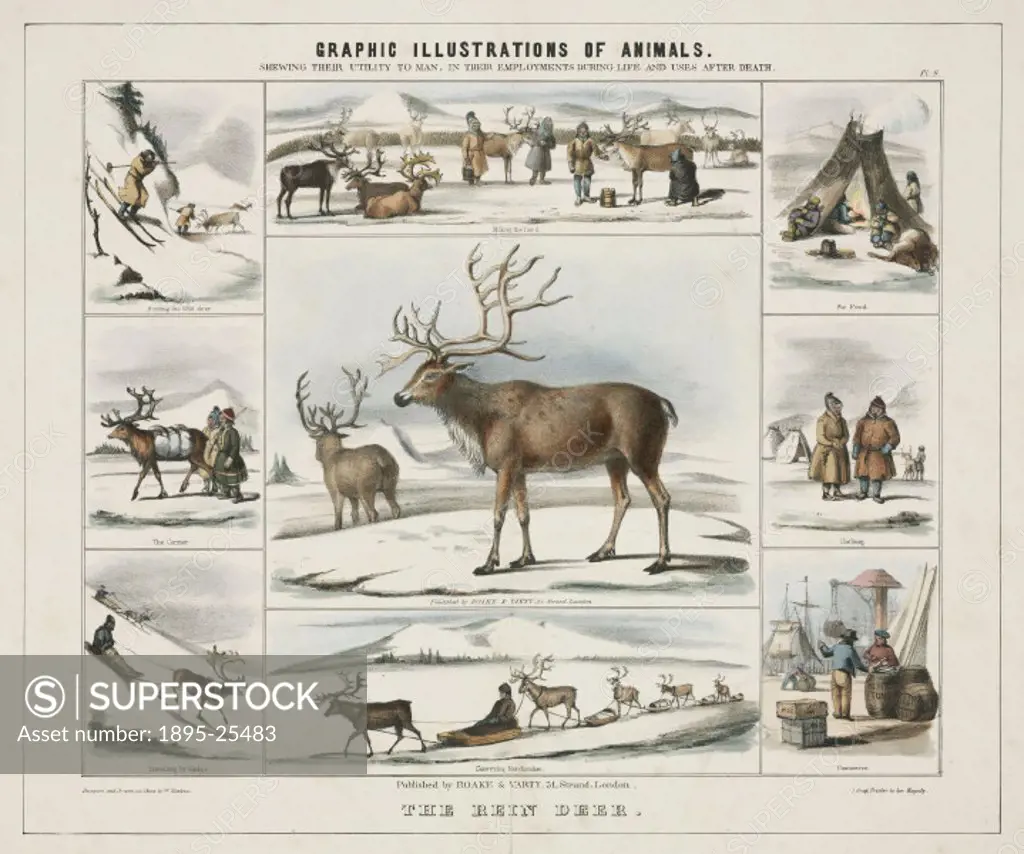 Coloured lithographic plate showing the reindeer from ´Graphic Illustrations of Animals - Showing Their Utility to Man in Their Employment During Life...