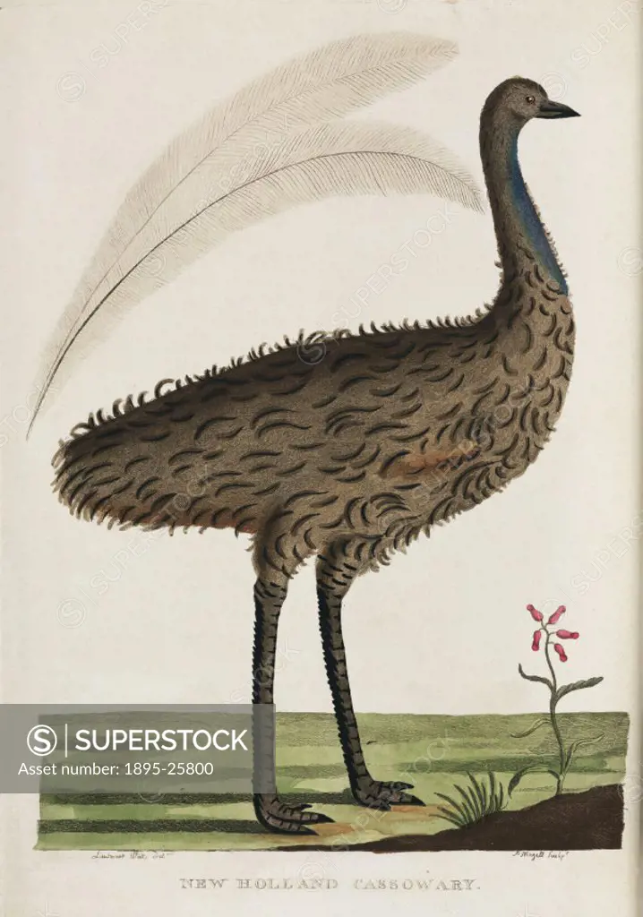 Engraving by P Mazell after Lieutenant Walts, of what is probably an emu, the flightless Australian bird which belongs to the same family as the casso...