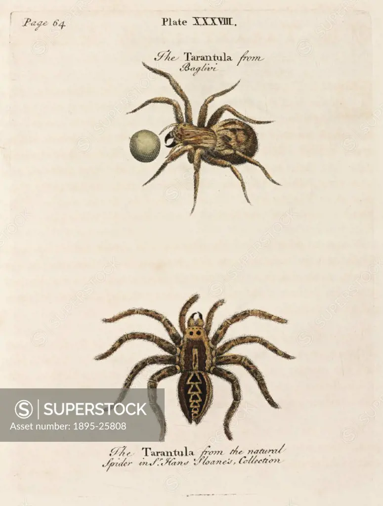 Engraving of a tarantula from Baglivi’ (top), and a tarantula from the natural spider in Sir Hans Sloane’s collection’. Giorgio Baglivi (1668-1707) ...