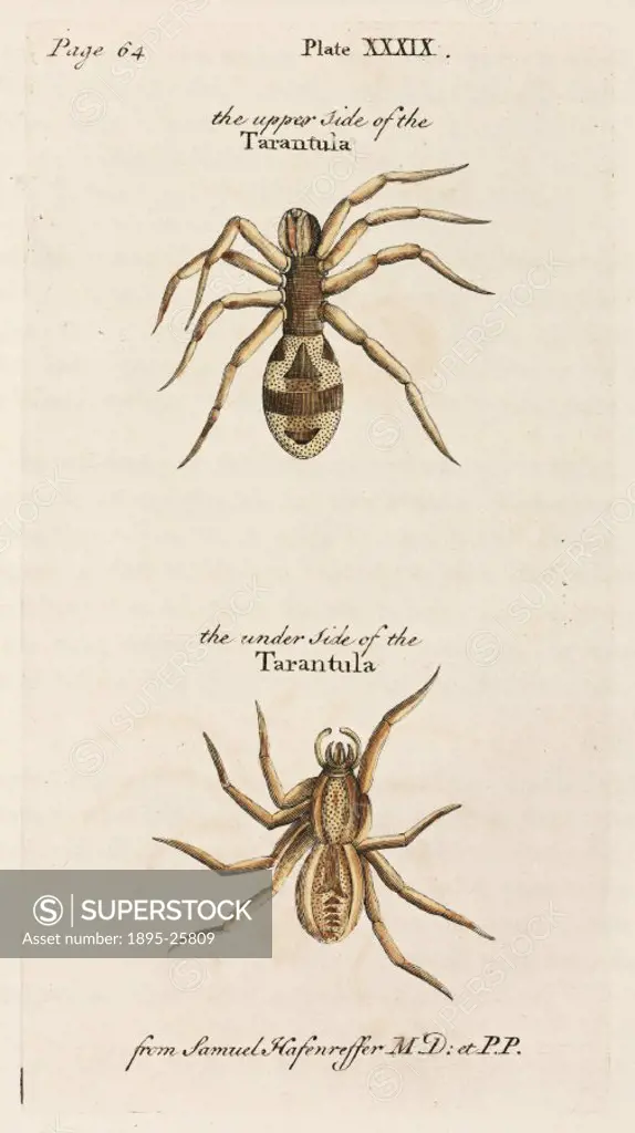 Engraving of a tarantula from Samuel Hafenreffer MD’, from A natural history of spiders, and other curious insects’ by Eleazar Albin (active 1713-17...