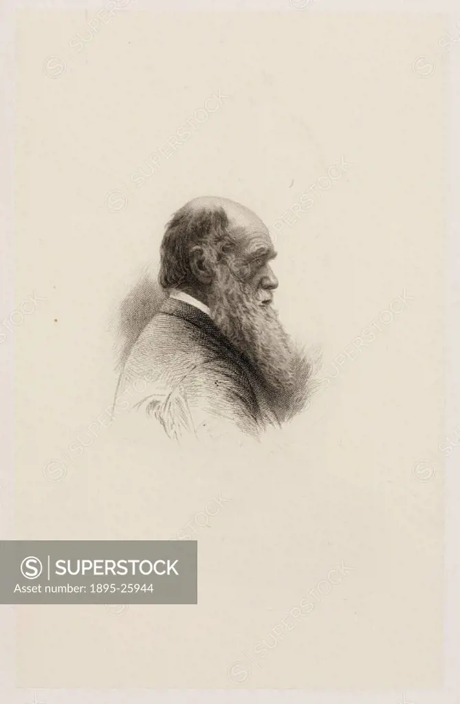 Engraving by C H Jeens of Charles Darwin (1809-1882), a British naturalist and the originator of evolutionary theory, was employed as a naturalist on ...