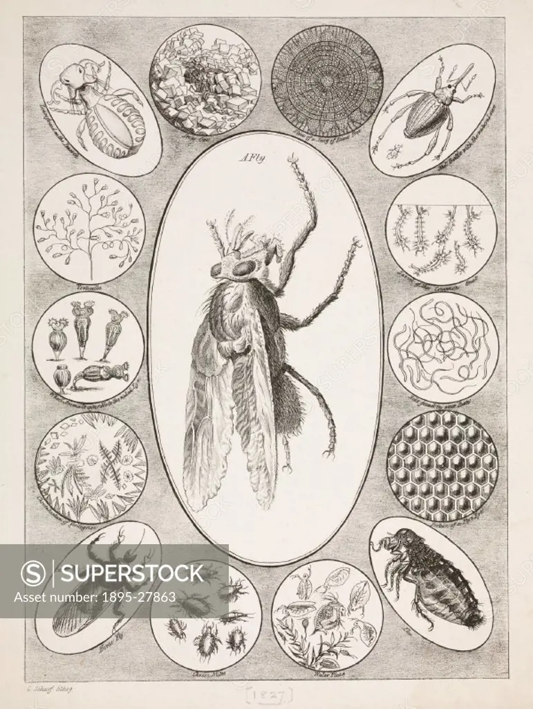 Lithograph depicting magnified objects including water fleas, cheese mites and a twig of a lime tree. The central lozenge is filled with an image of a...