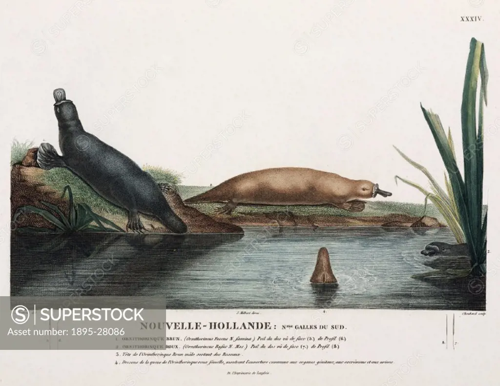Engraving by Choubard after Lesueur, showing: female brown platypus (1), male red platypus (2), head of male brown platypus (3), monotremate area unde...