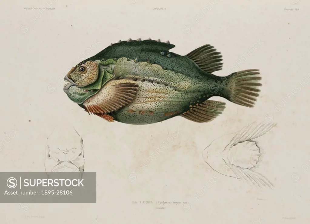 Lithograph by Breton after Baron. The ventral fins of the lumpsucker or lumpfish are modified to form a suction disc with which it clings to objects w...