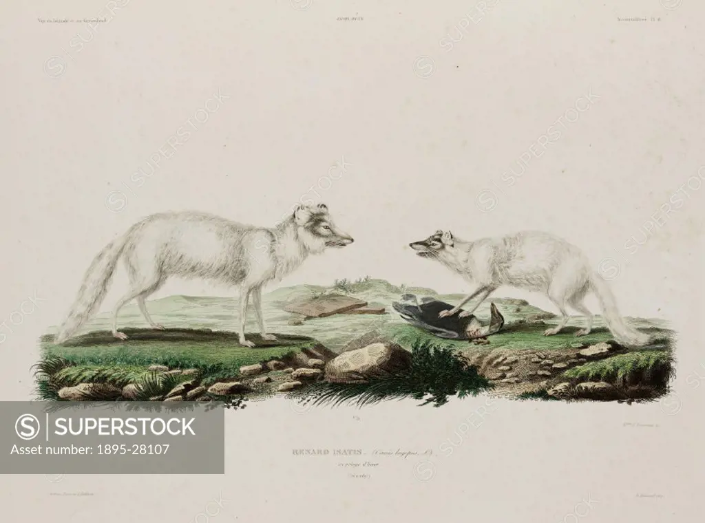Lithograph by Madame Fournier after Franck, of Arctic foxes in winter coats. Illustration from Voyage en Islande et au Groenland publie par ordre du ...