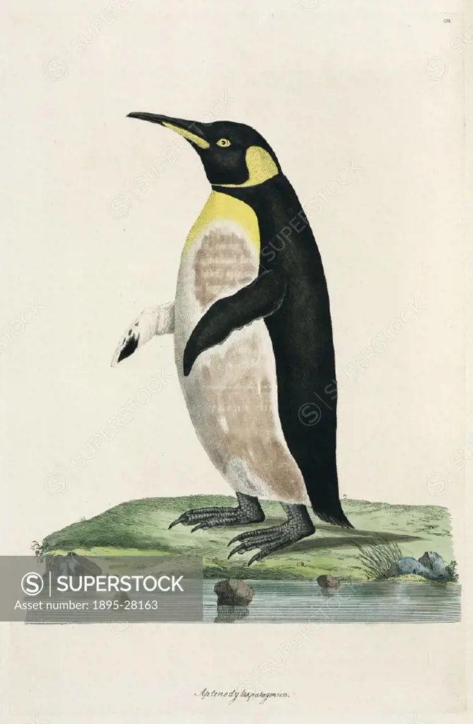 Illustration by John Frederick Miller, (active 1772-1796), from his Cimelia physica: Figures of rare and curious quadrupeds, birds, &c. Together with...