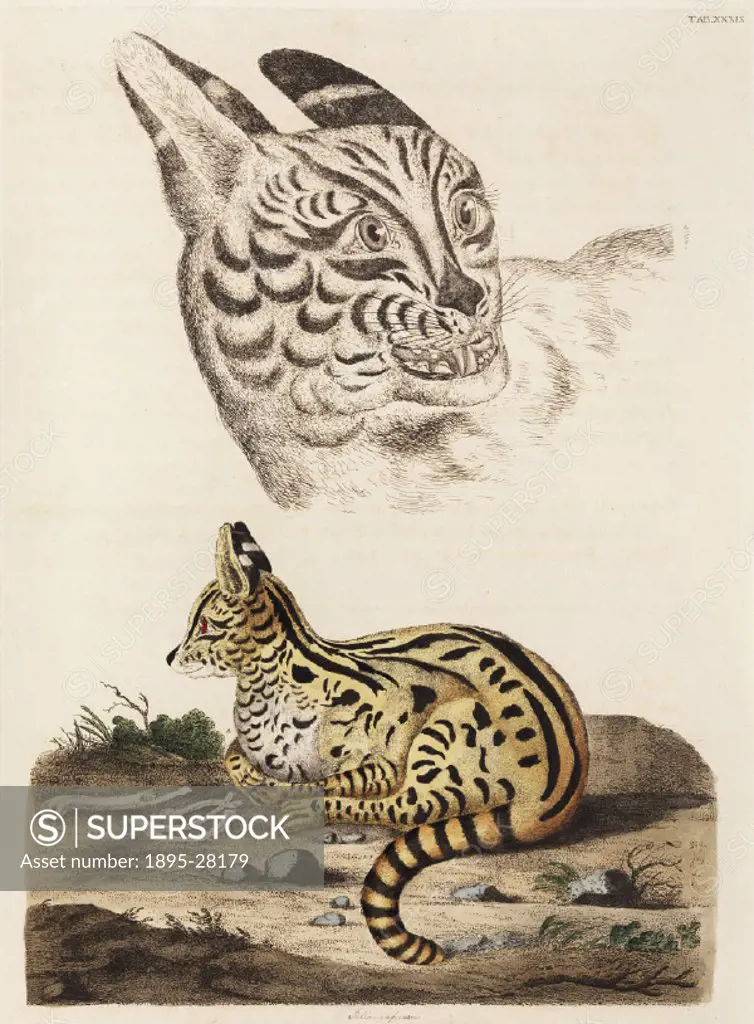 Illustration by John Frederick Miller, (active 1772-1796), from his Cimelia physica: Figures of rare and curious quadrupeds, birds, &c. Together with...