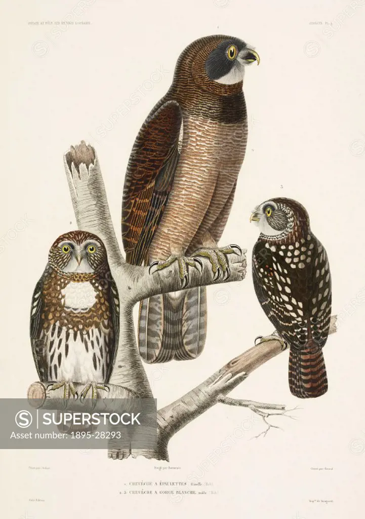 Engraving by Giraud after Oudart of a female owl (top) and male white-throated owl (below). From the atlas section of ´Voyage au Pole Sud et dans l´Oc...