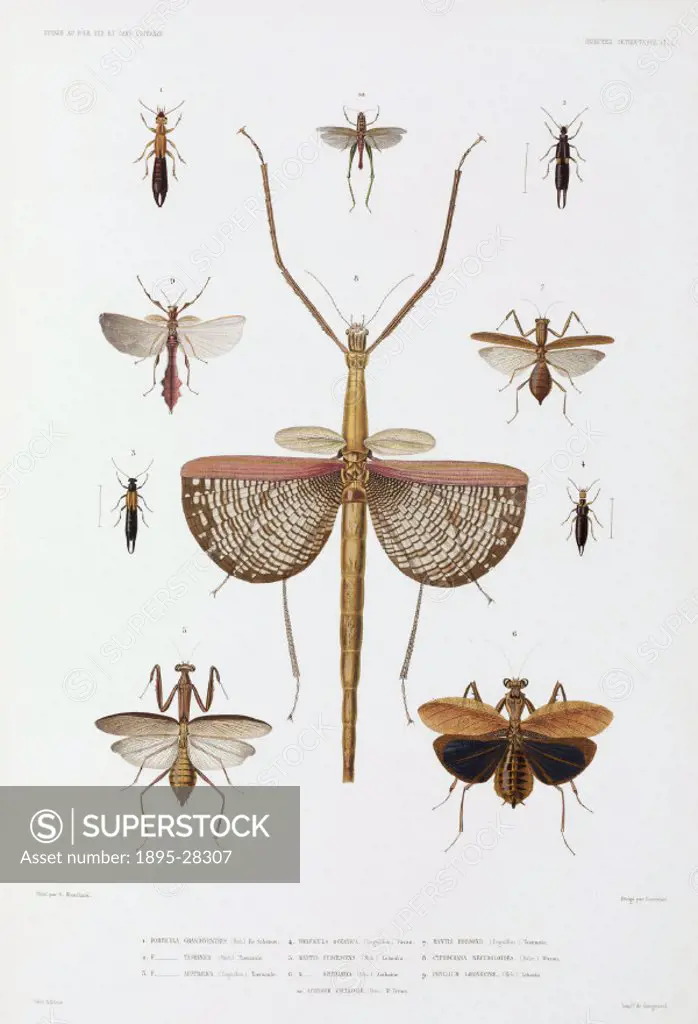 Engraving after E Blanchard, of various types of insect. From the atlas section of ´Voyage au Pole Sud et dans l´Oceanie sur les corvettes l´Astrolabe...