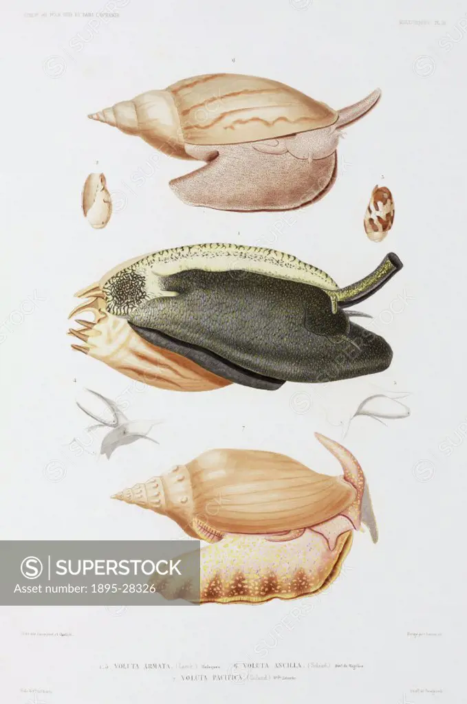 Engraving after Jacquinot and Oudart of shellfish from New Zealand and Indonesia. From the atlas section of ´Voyage au Pole Sud et dans l´Oceanie sur ...
