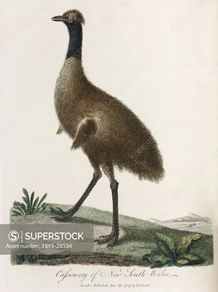 Illustration from Journal of a voyage to New South Wales’, a work on the natural history of Australia by John White (c 1757-1832), published in Londo...