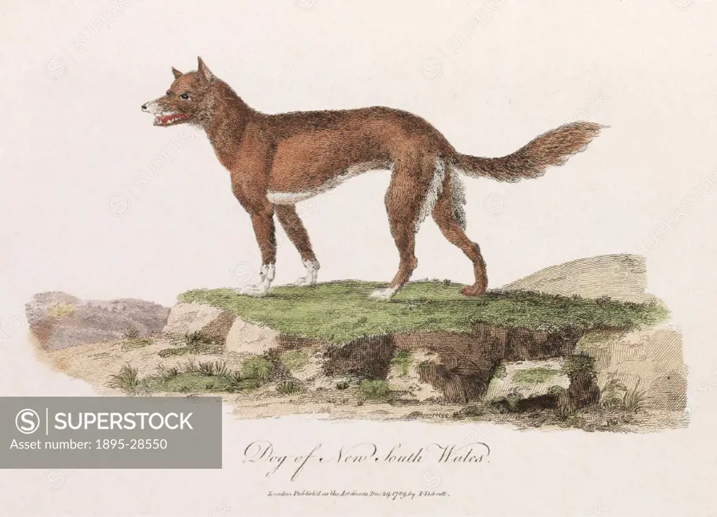 Illustration, probably of a dingo, from Journal of a voyage to New South Wales’, a work on the natural history of Australia by John White (c 1757-183...