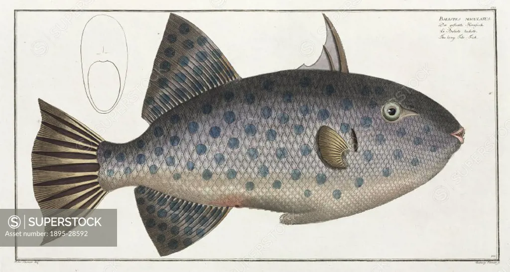 Hand-coloured engraved plate 151 by Ludewig Schmidt, drawn by Kruger Jr, after a drawing by Marcus Bloch (1723-1799), from his ´Ichthyologie´, a work ...