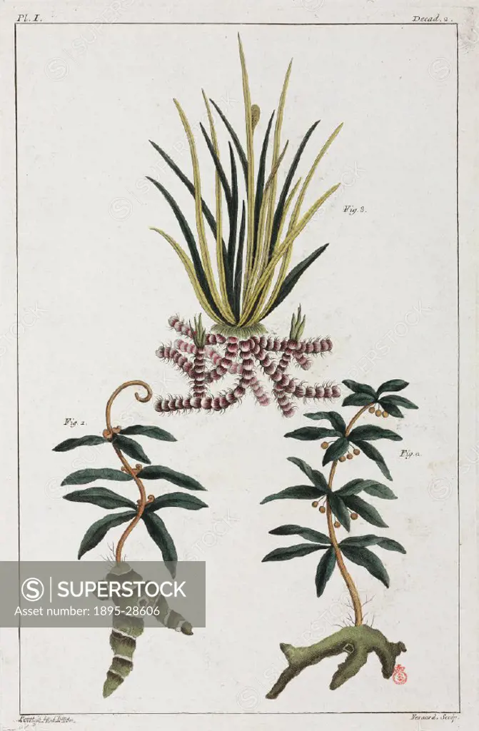 Hand-coloured engraving after a Chinese illustration. These plants are not identified as, according to the book they were published in, China was clos...