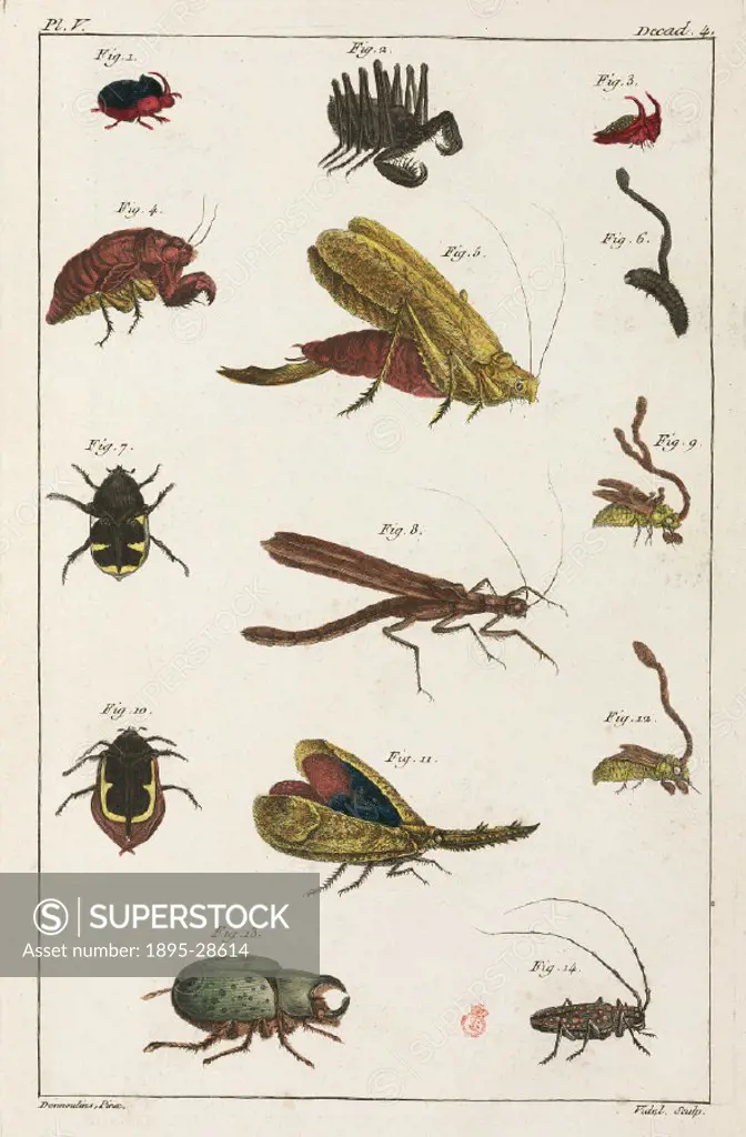 Hand-coloured engraving showing: 1) Scaraboeus carnifex (Linn), 2) scorpion, Cayenne, 3) & 4) two species of chrysalis, Cayenne, 5) sabre grasshopper,...