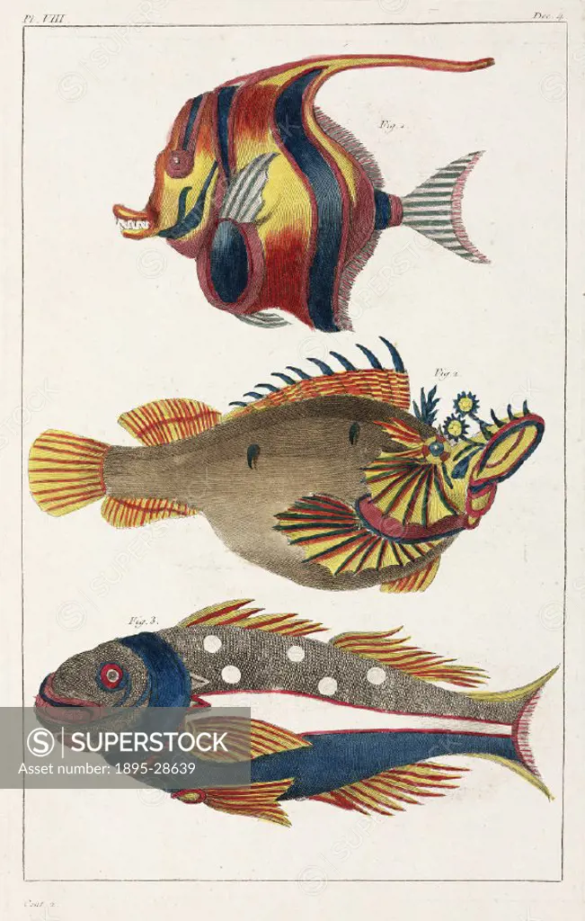 Hand-coloured engraving showing an angelfish (top), a devilfish (centre), and (below), a very rare’ Macolor (snapper). These specimens were from the ...