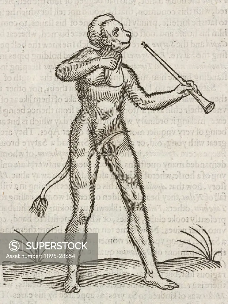 Woodcut from The Historie of foure-footed beastes’ by Edward Topsell (1572-1625?) published in London in 1607. Topsell likened satyrs to apes, as thi...