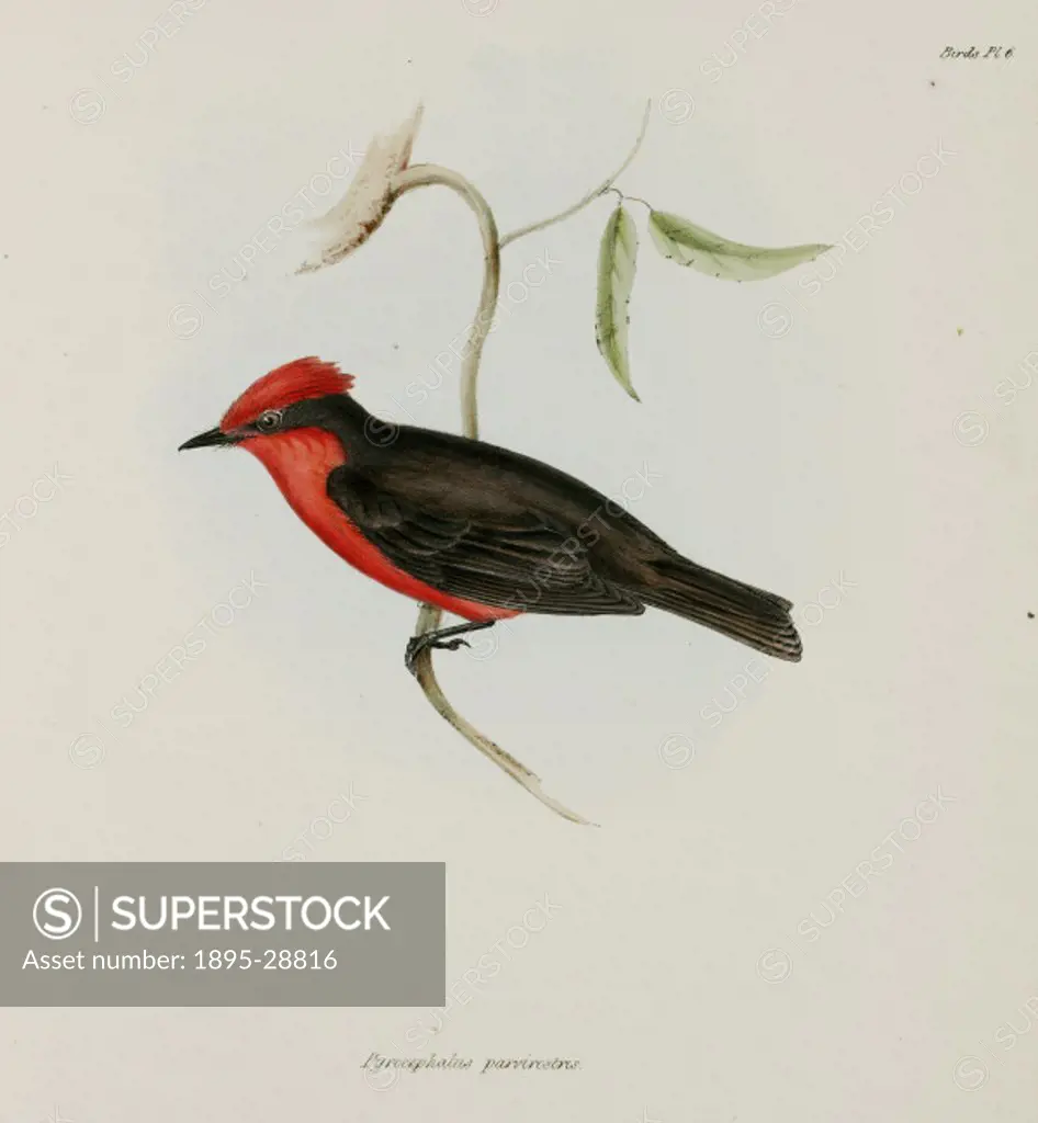 Lithograph by Elizabeth Gould after a drawing by her husband John Gould, from ´The Zoology of the Voyage of HMS Beagle´, published in London, 1839-184...