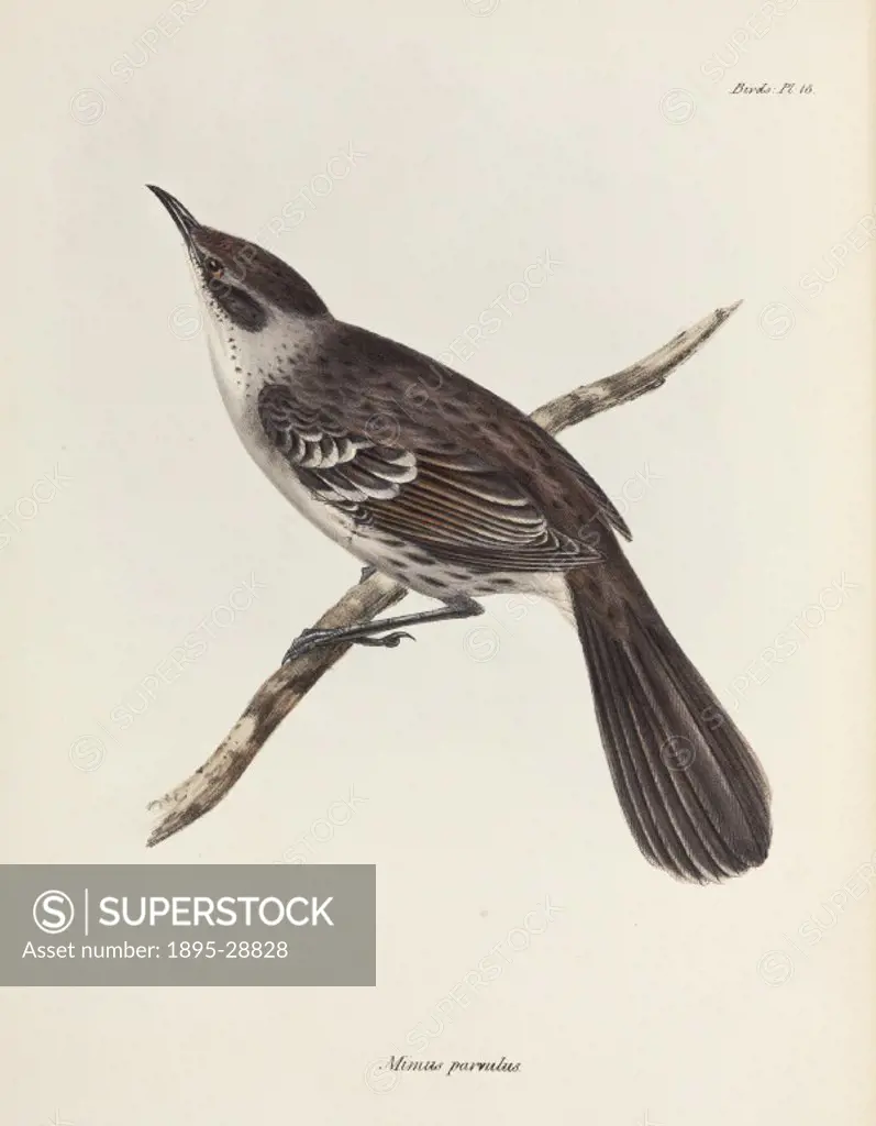 Lithograph by Elizabeth Gould after a drawing by her husband John Gould, from ´The Zoology of the Voyage of HMS Beagle´, published in London, 1839-184...