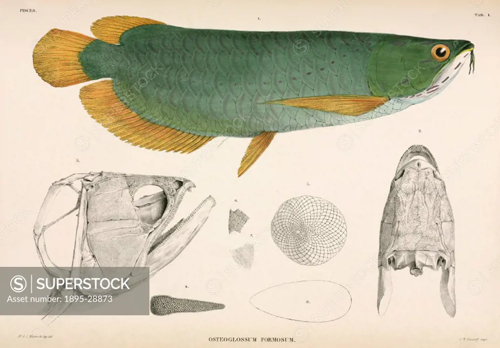 Illustration from Verhandelingen over de natuurlijke geschiedenis der Nederlandsche overzeesche bezittingen’, a work on the natural history of Indone...