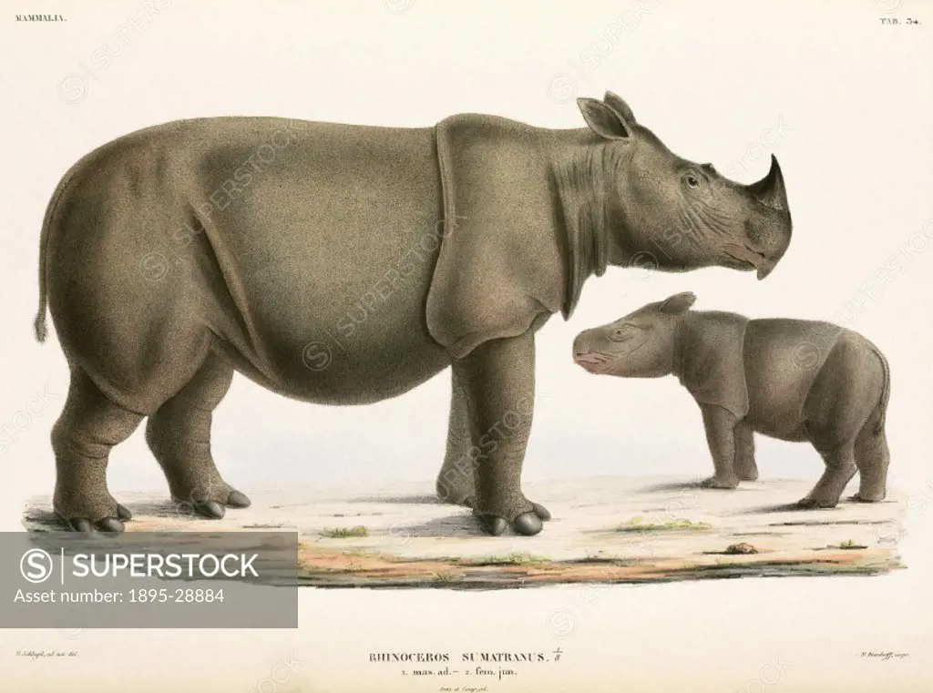 Illustration from Verhandelingen over de natuurlijke geschiedenis der Nederlandsche overzeesche bezittingen’, a work on the natural history of Indone...