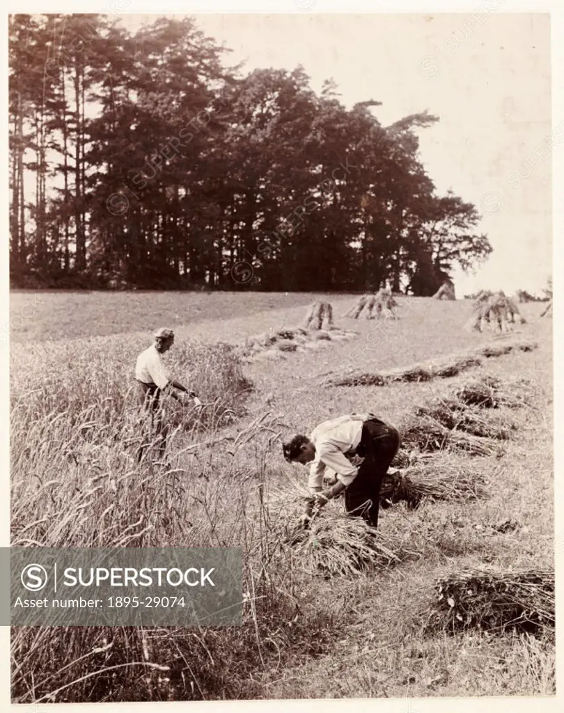 A photograph of a harvesting scene, taken by George Davison 1854-1930 in about 1895.  Two men are harvesting a wheat field. The farm worker on the l...