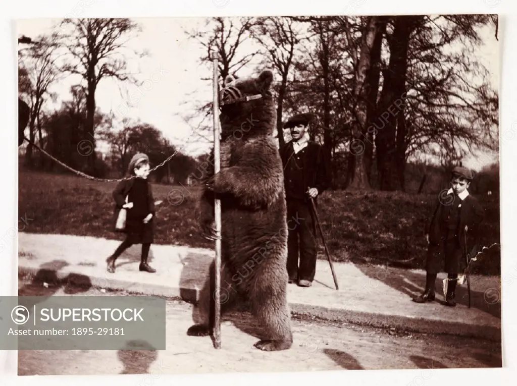 Photograph by Frank Meadow Sutcliffe (1853-1941). Dancing bears were a popular form of entertainment on Victorian streets. The bears, kept chained and...