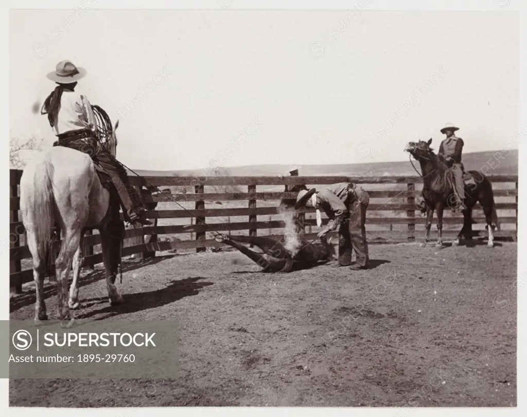 A snapshot photograph of American cowboys branding a young bull, taken by an unknown photographer in about 1925.  This photograph of a working ranch s...
