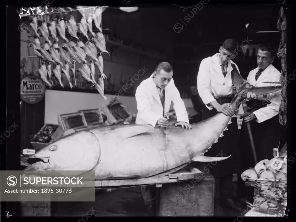 A photograph of a fishmonger slicing into a giant tunny or tuna fish, taken by Leslie Cardew for the Daily Herald newspaper on 17 August, 1933.   This...