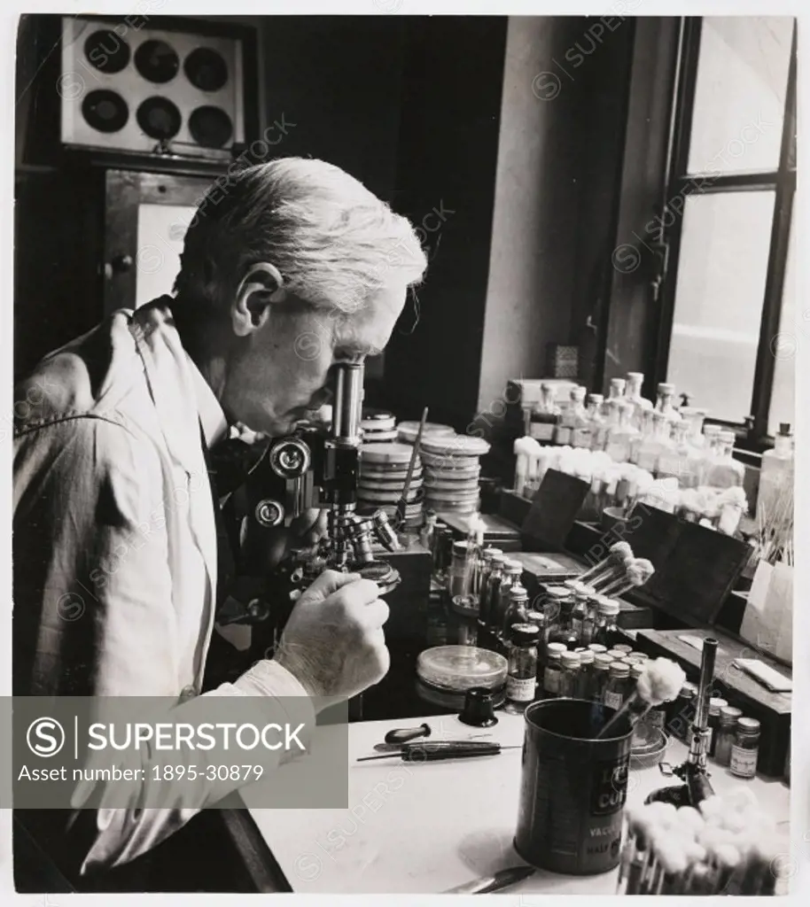 Professor Alexander Fleming (1881-1955) at work in his laboratory, taken by James Jarche for Illustrated’ magazine. Fleming looks through a microscop...