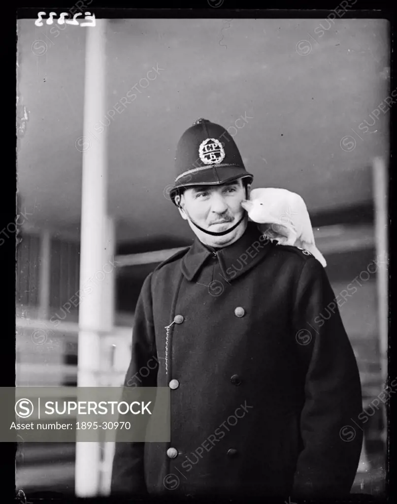 A photograph of a policeman with a cockatoo perched on his shoulder, taken by Malindine for the Daily Herald newspaper on 30 January, 1935. The lemon-...