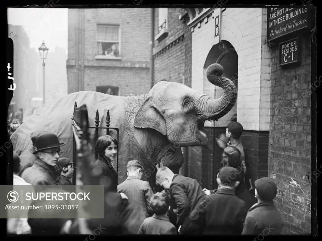 A photograph of a circus elephant named Rosie, surrounded by a crowd of excited children, taken by Saidman for the Daily Herald newspaper in about 193...