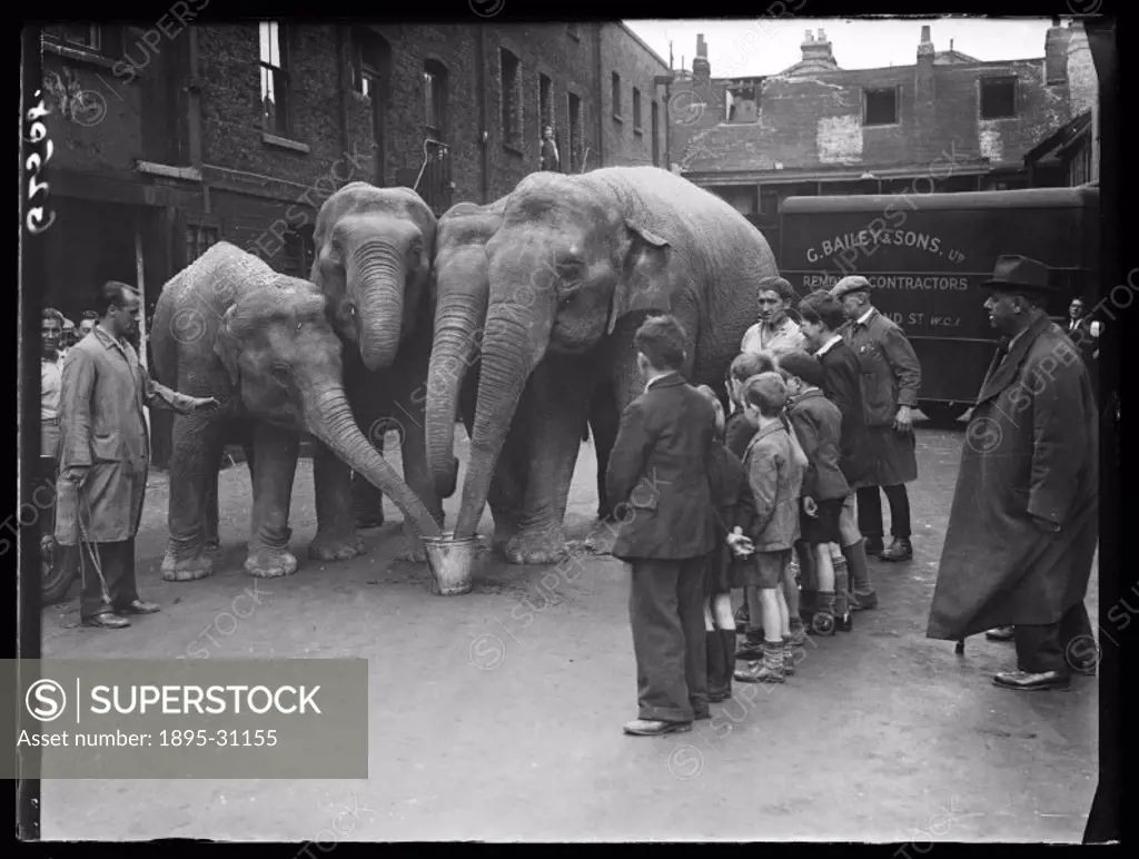 A photograph of four circus elephants drinking from a bucket as a group of children watch, taken by Sayers for the Daily Herald newspaper on 11 July, ...