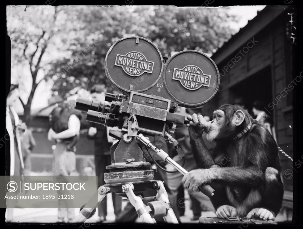A photograph of a chimpanzee operating a film camera, taken by Edward Malindine for the Daily Herald newspaper on 22 May, 1939.   Boo-Boo was a chimpa...