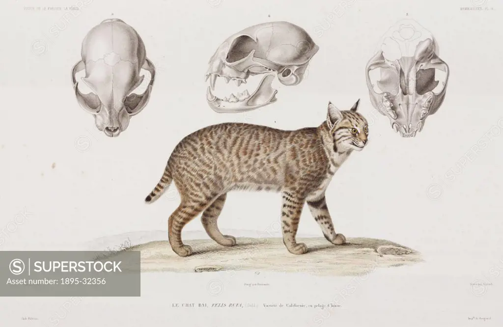 Engraving by Giraud after Werner, showing the Californian bobcat in its winter coat. Illustration from the zoological atlas section of Voyage autour ...