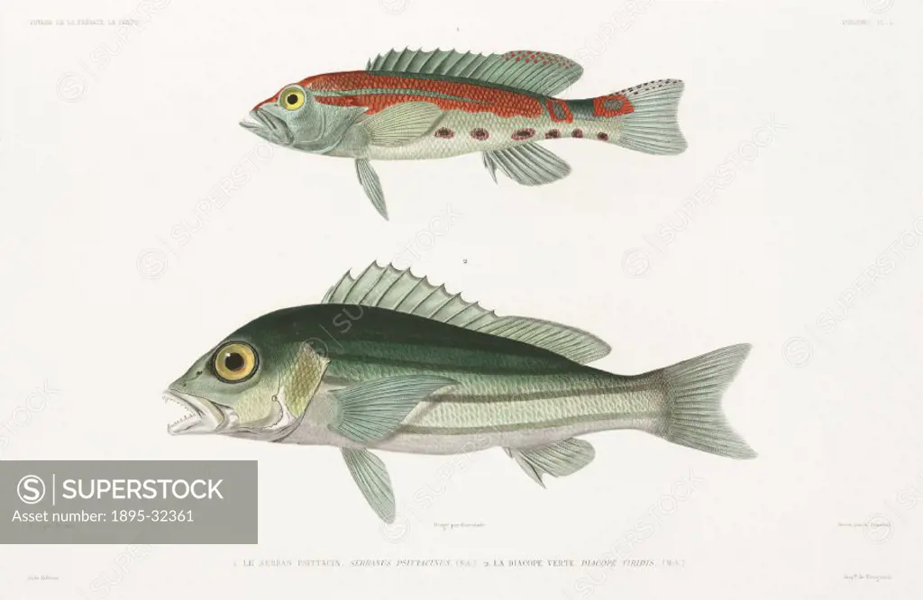 Engraving by Dumenil after Werner of the barred serrano (Serranus psittacinus) and the Blue and gold snapper (Diacope viridis). Illustration from the ...