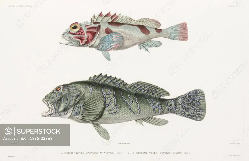 Engraving by Giraud after Werner of the Giant hawkfish (Cirrhitus rivulatus) and the scorpionfish (Scorpoena fucata). Illustration from the zoological...