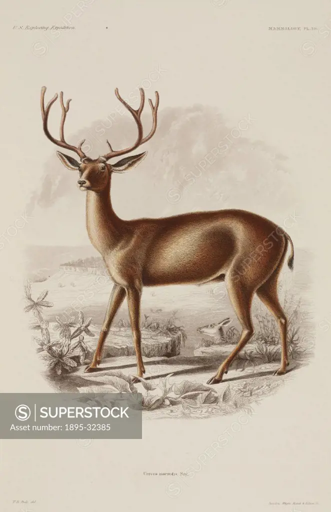 ´Engraving by Rawdon, Wright Hatch & Edson after an original work by Titian Peale, of a male long-eared deer of western North America. From ´United St...