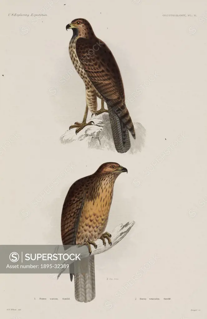 ´Engraving by Dougal after G G White. Below is the Rufous-tailed hawk, found in Chile. From ´United States Exploring Expedition. During the years 1838...